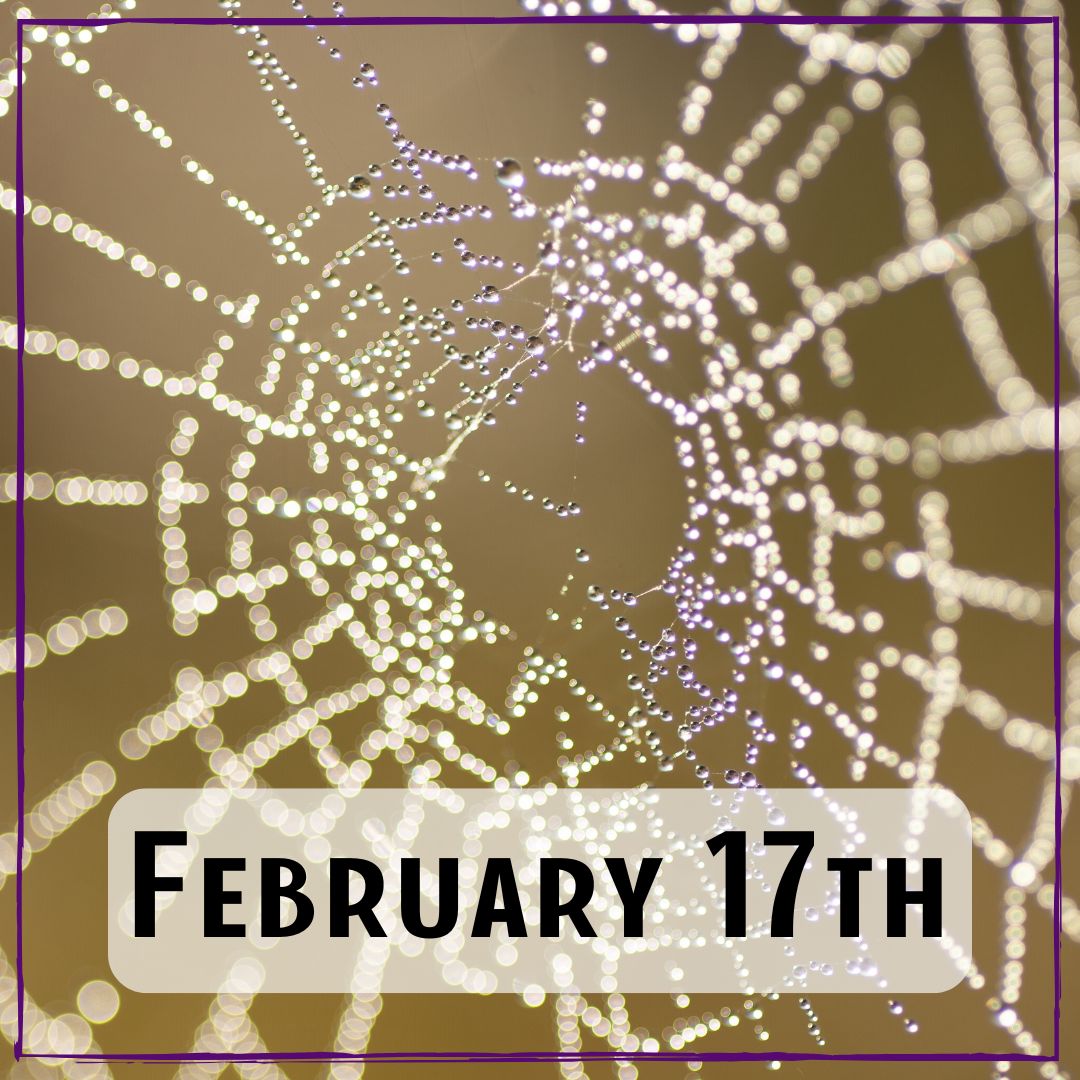 February 17th - a wet spiderweb