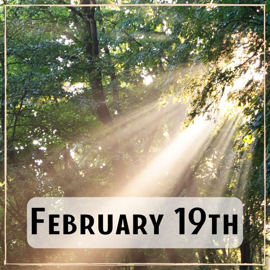 February 19th - sunlight streaming through the forest
