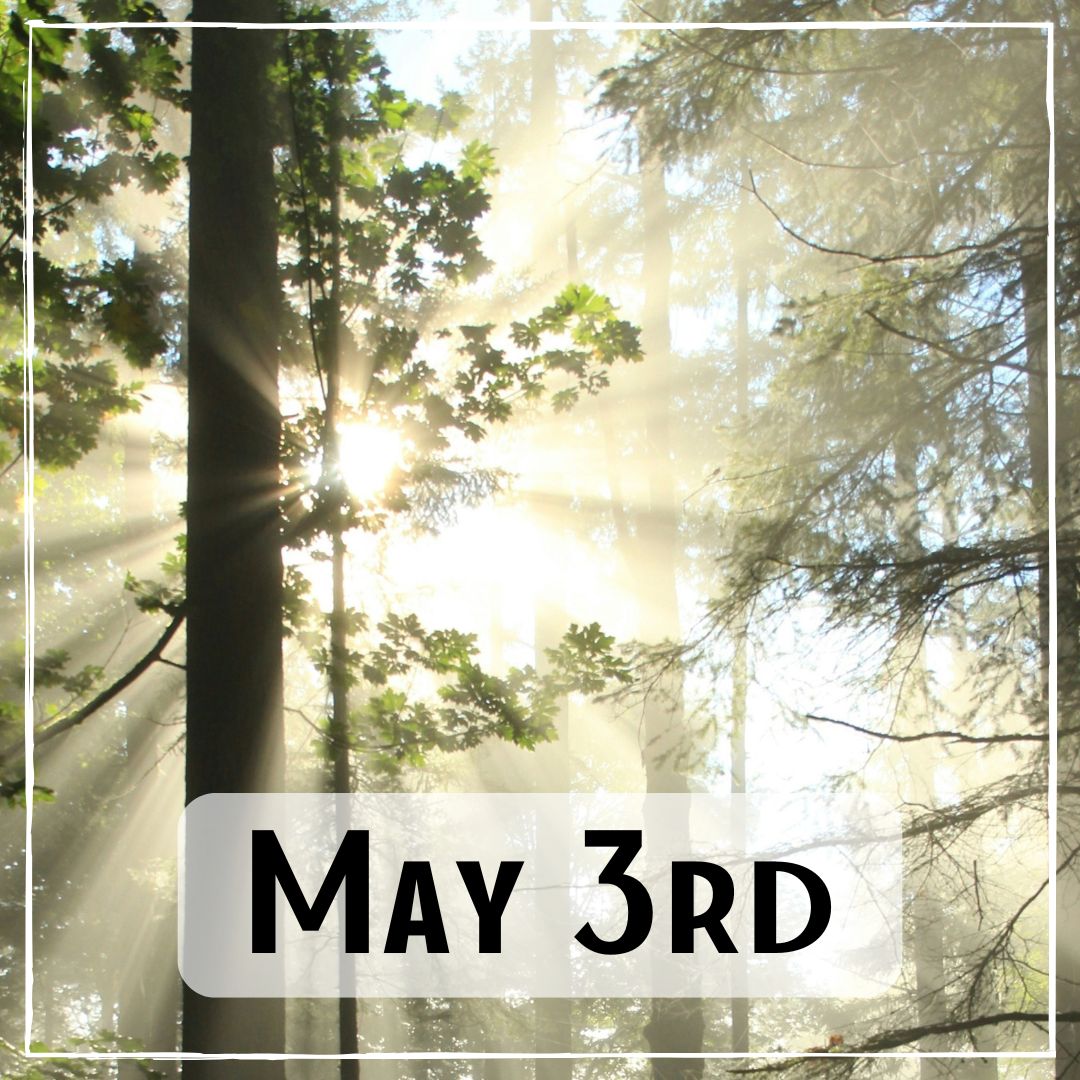 May 3rd - sunlight shining through the trees