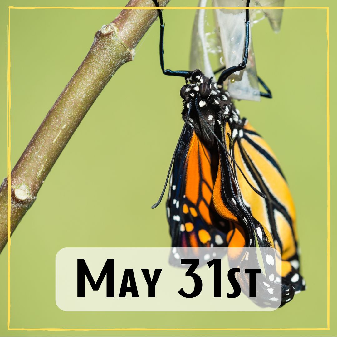 may 31st - a butterfly emerging from a chrysalis