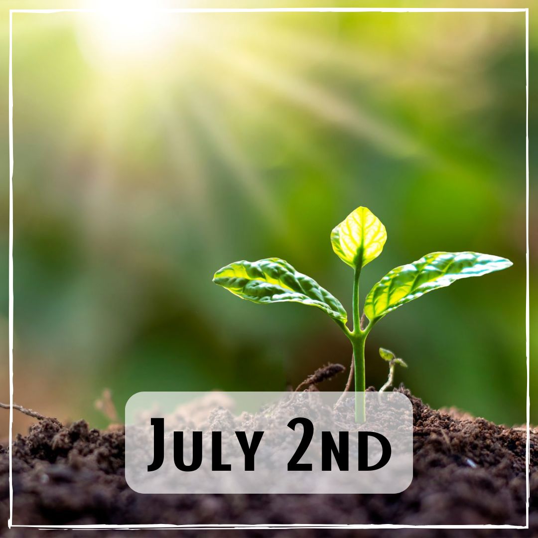 July 2nd - a sprouting leaf