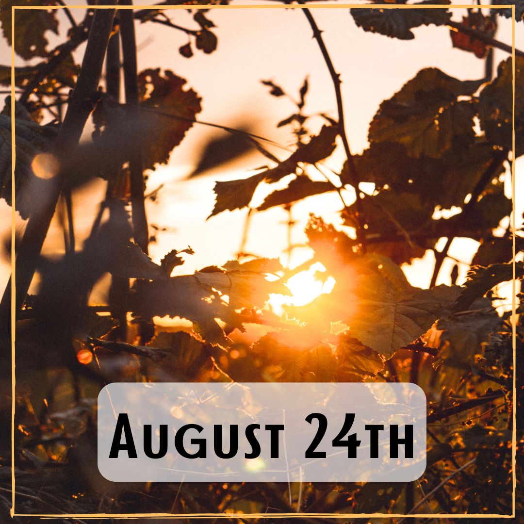 August 24th - the view of a sunrise through plants