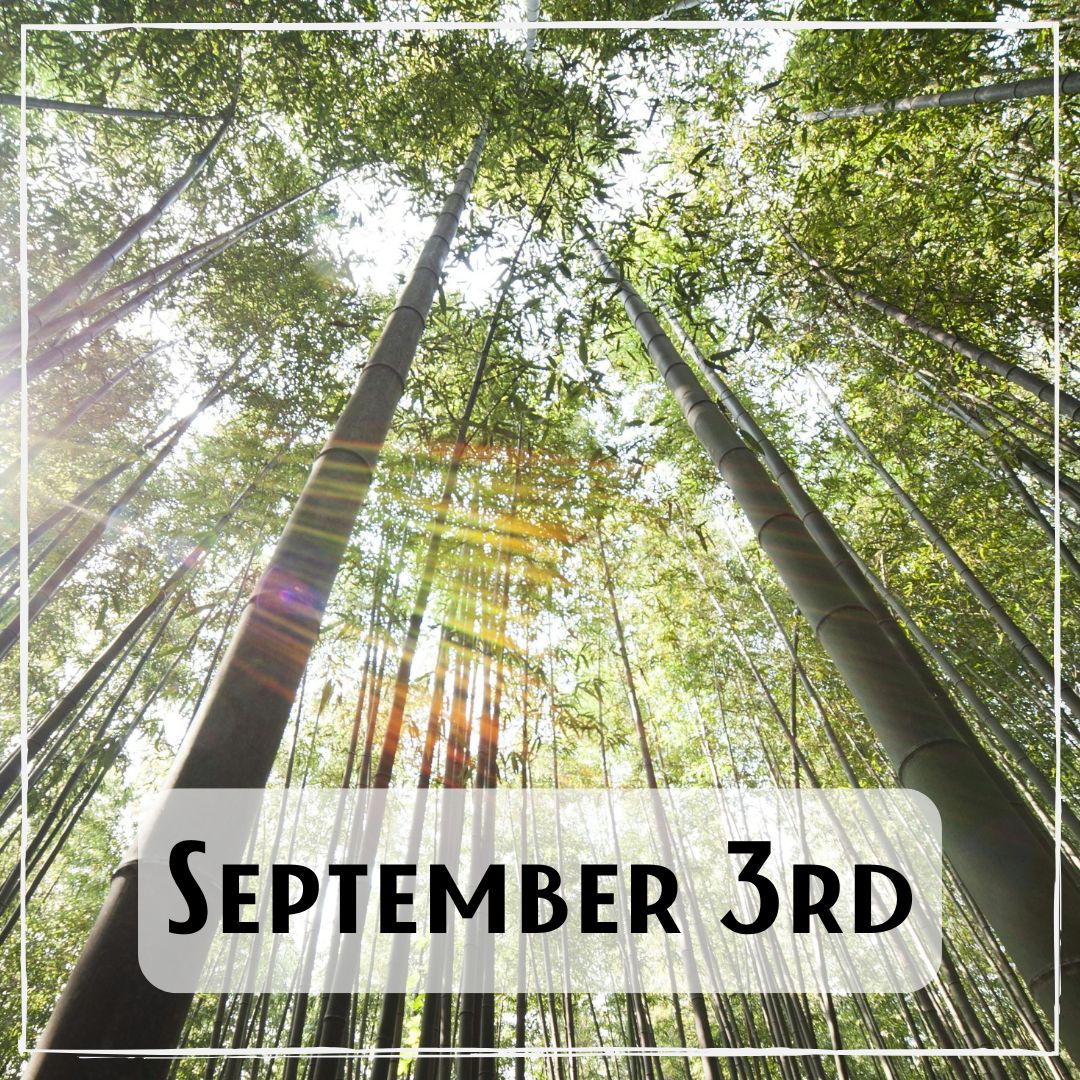 September 3rd - looking up into very tall trees