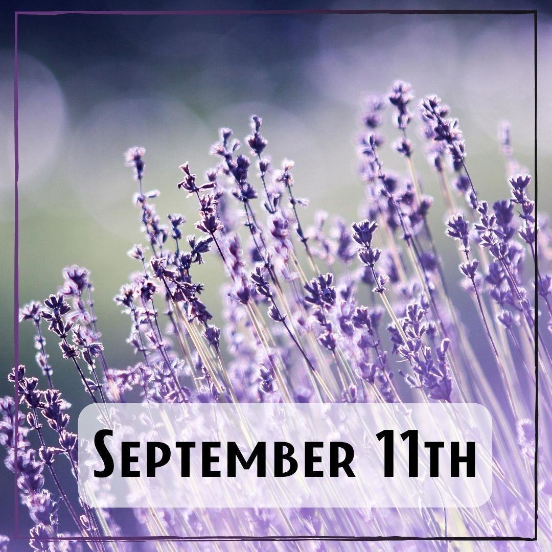 September 11th - a field of lavender