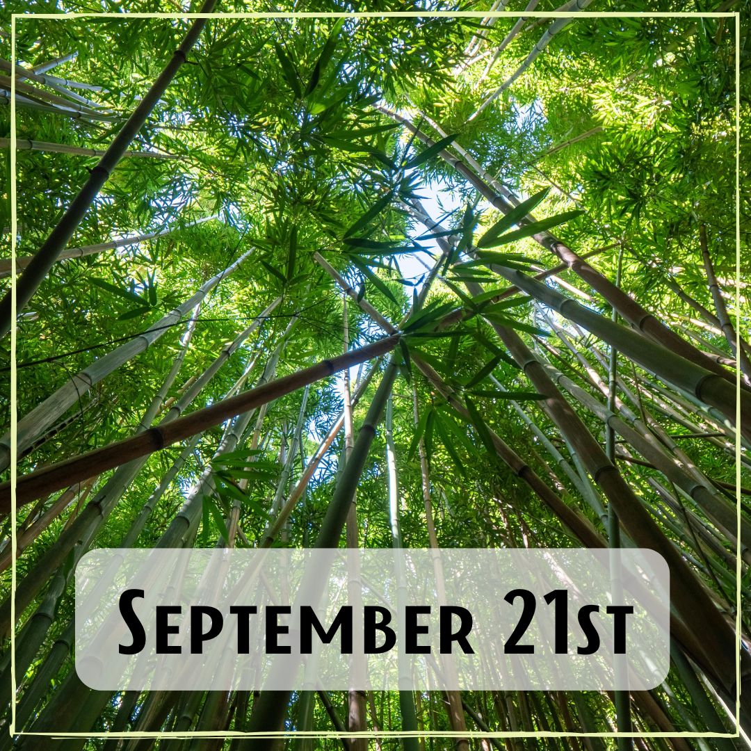 September 21st - looking up into tall green treestops