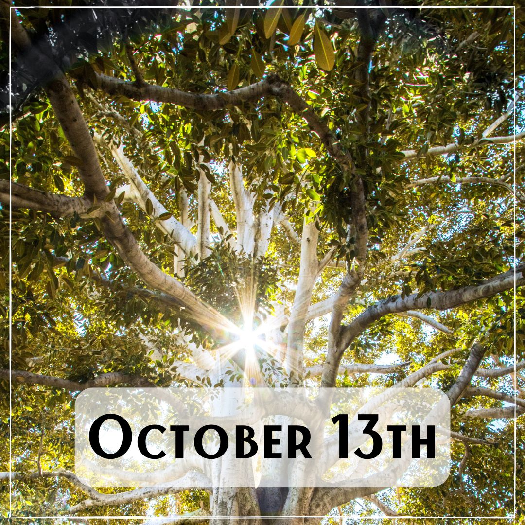 October 13th - light streaming through tree tops