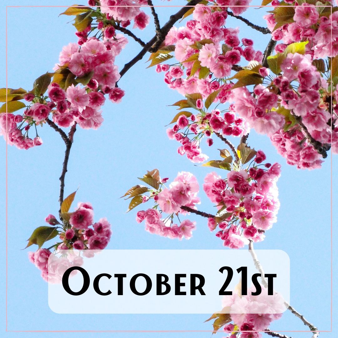 October 21st - cherry blossoms