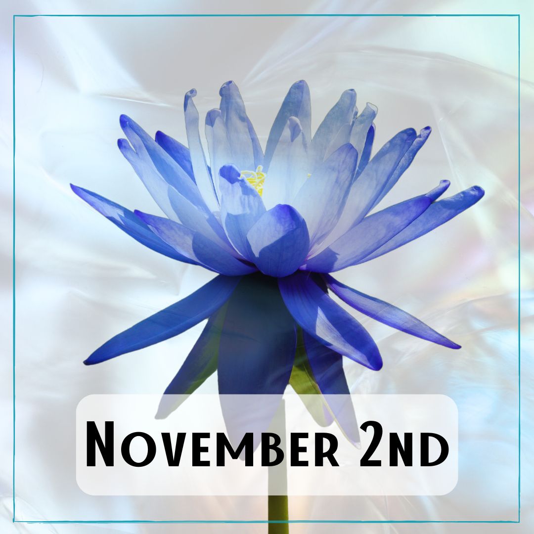 November 2nd - a blue lotus flower