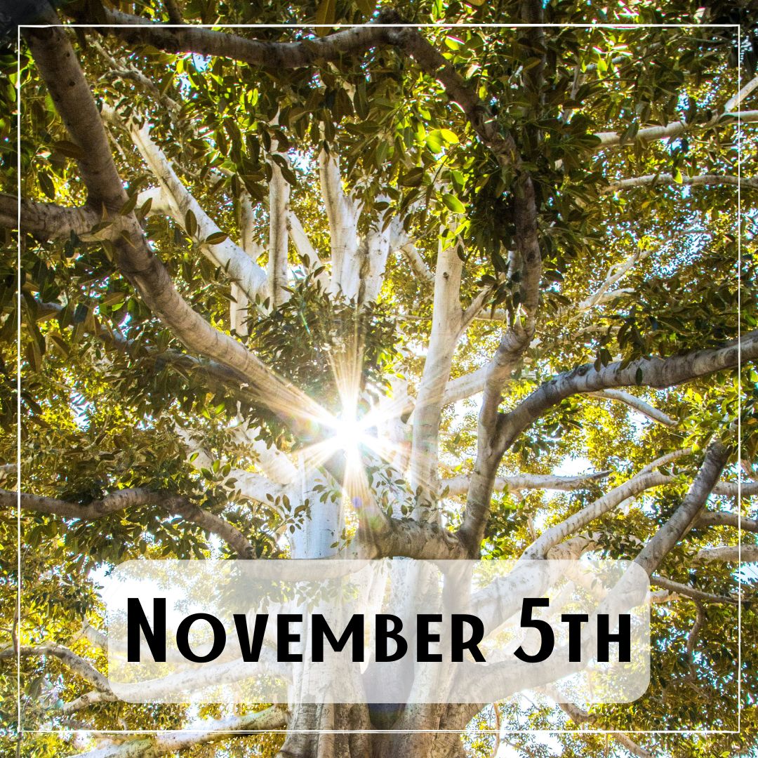 November 5th - light streaming through the tree tops