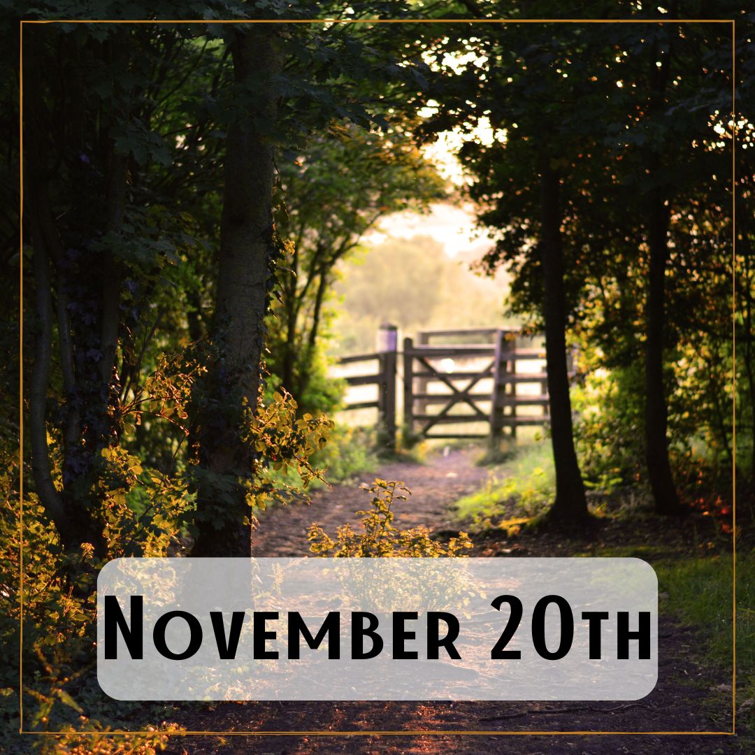 November 20th - looking out of a wooded area towards a gate to a pasture field