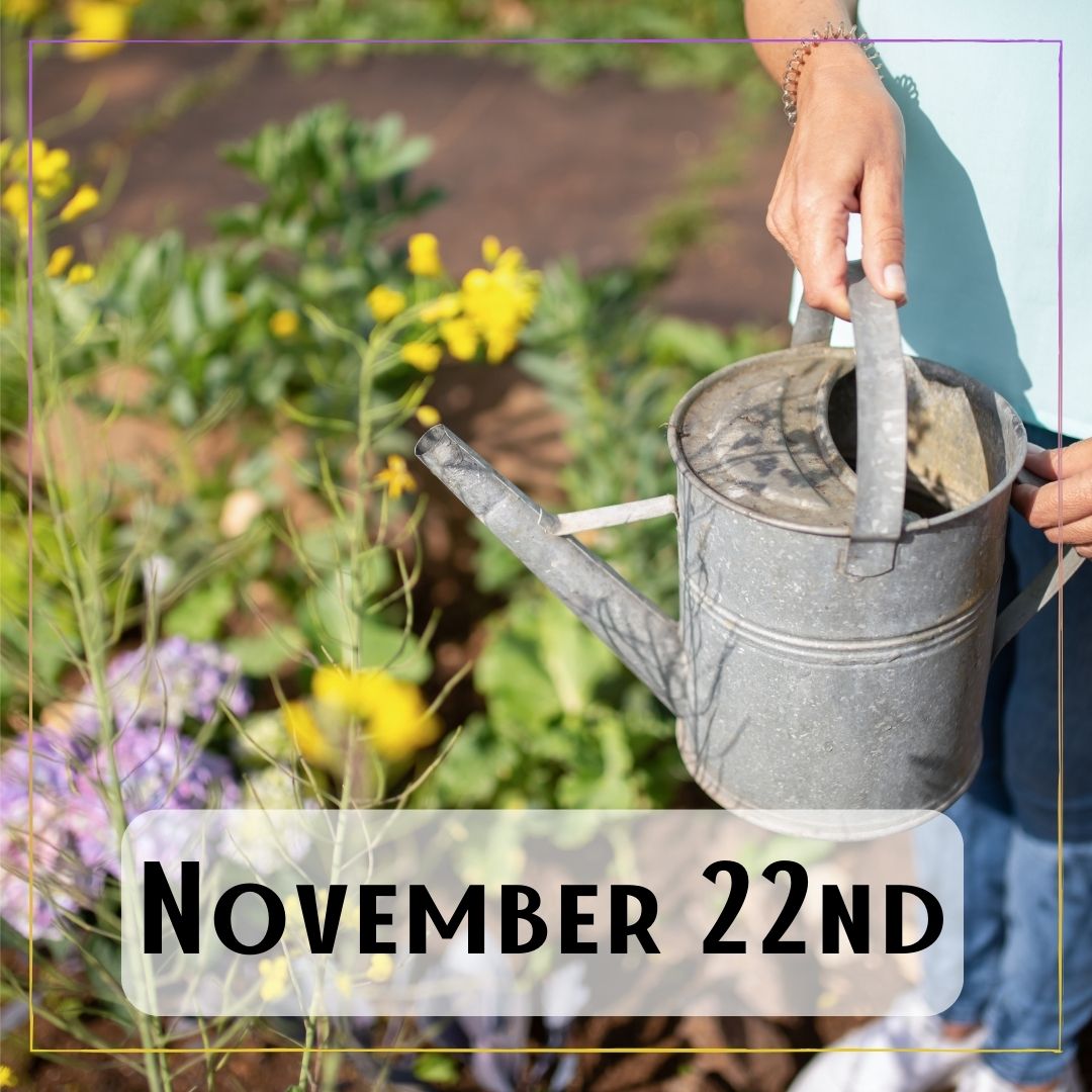 November 22nd - a person watering their flower garden