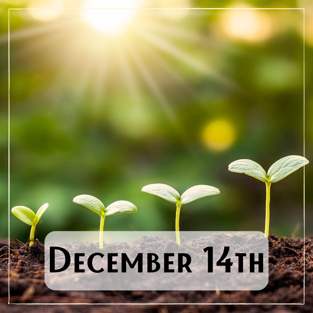 December 14th - the sun shining on four sprouting plants that are growing increasing heights