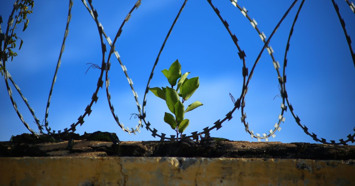 image of a plant growing on a cement wall with barbed wire around it