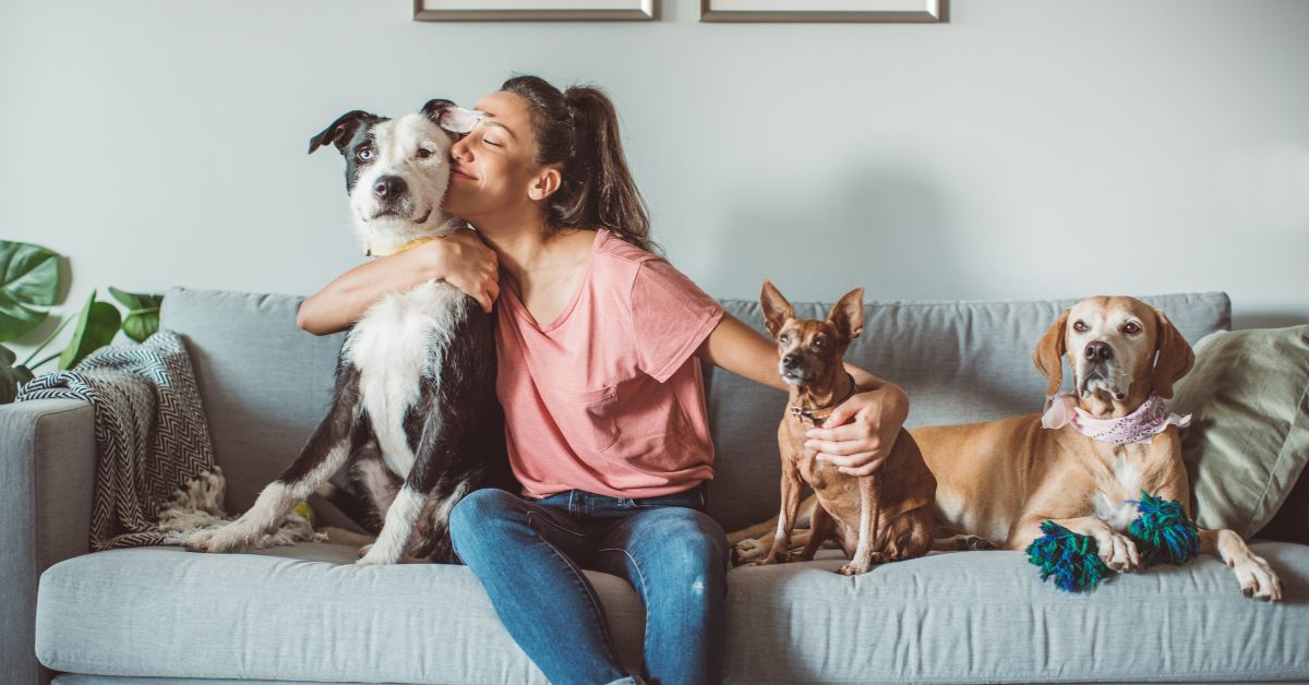 image: person sitting on a couch with their dogs
