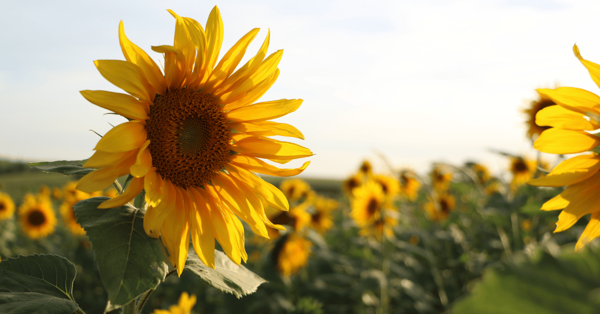a field of sunflowers with a close up of one