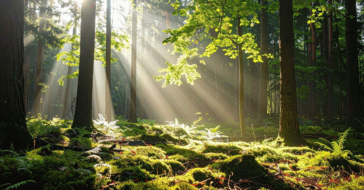 Light coming through the forest trees