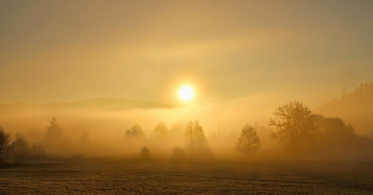 Tree line at sunrise with fog line lifting