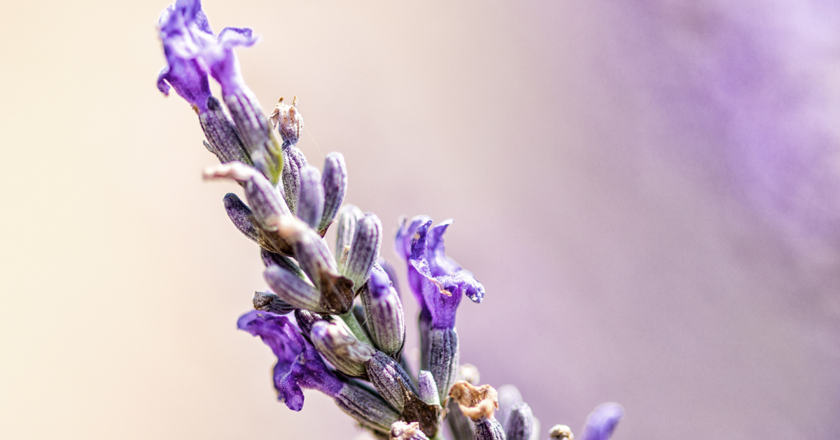 A single branch of lavender on a pale, peachy lilac background