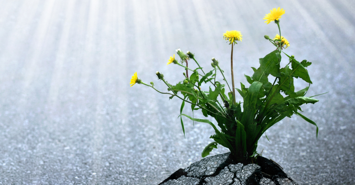 Dandelions growing through a crack in pavement