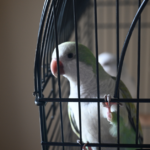 It’s Time To Fly