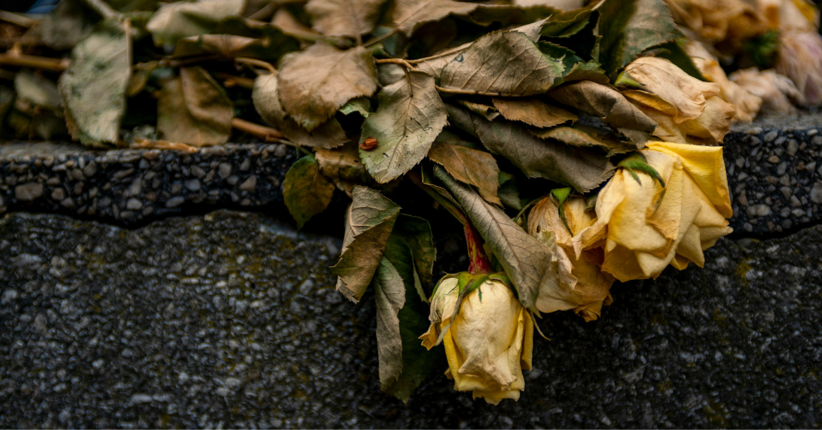 Wilted, pale roses