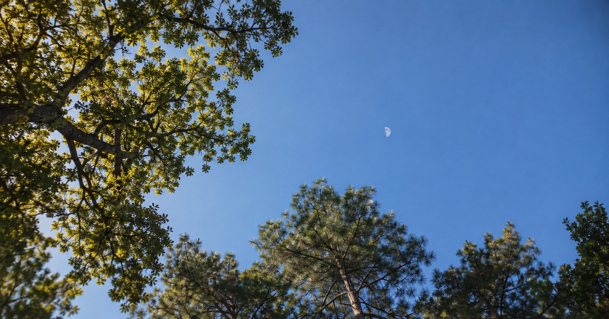 Looking up through oak and pine branches into a clear blue morning sky, with a pale half moon visible