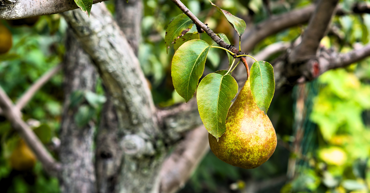 pear tree